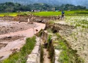 Puluhan Hektar Sawah di Nosu Terancam Gagal Panen Akibat Irigasi Rusak, Mantan Ketua IPPMN Angkat Bicara