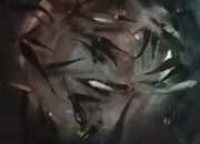 Bantuan Bibit Ikan Desa Rante Tanga Dinilai Mubazir, Warga: Tidak Jelas Asalnya, Banyak Mati