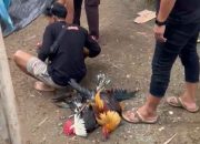 Gagal Amankan Pelaku Judi Sabung Ayam Saat Penggerebekan, Polsek Tommo Hanya Bawa Pulang 6 Ayam