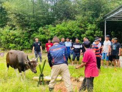 Berbagi di Momen Iduladha, Polres Mamasa Berkurban 3 Ekor Sapi