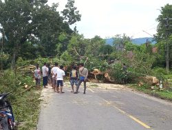 Ada Penebangan Pohon, Ruas Jalan Palopo-Masamba Sempat Macet Total