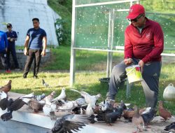 Sudah Capai 500 Ekor, Muhammad Idris Bilang Burung Merpati Bakal jadi Ikon Baru di Sulbar