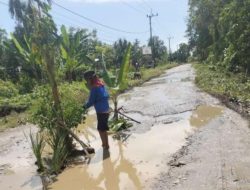 Jalan Tak Kunjung Diperbaiki Pemda Luwu, Warga Lamasi Timur Kecewa hingga Tanam Pisang di Tengah Jalan