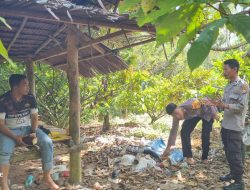Marak Pencurian Kakao, Kapolsek Sabbang Luwu Utara Tinjau Langsung Kebun Warga