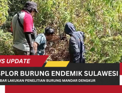 VIDEO: Unsulbar Lakukan Penelitian Burung Mandar Dengkur di Mamasa