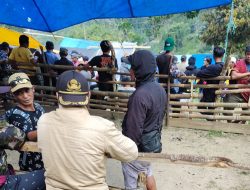 Praktik Judi Sabung Ayam Marak di Mamasa, Kali Ini Lokasinya di Pana’