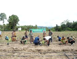 Kembangkan Pisang Cavendish di Pasangkayu, Pj Gubernur Sulbar: Ekonomi Masyarakat Akan Meningkat