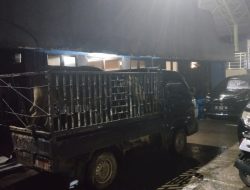 Kerbau Seharga Rp80 Juta Nyaris Raib, Ini Kronologis Warga Bambang Mamasa Kena Tipu Jual Beli Kerbau