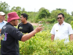 Study Tiru di Enrekang, Pj Gubernur Berencana Kembangkan Komoditas Cabai di Sulbar