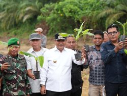 Pj Gubernur Sulbar Hadiri Kegiatan Penanaman Pisang di Pasangkayu, Warga Kian Antusias Tanam Cavendis