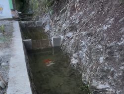 Kreatif, Pemuda di Mamasa Sulap Selokan Jadi Kolam Ikan Hias