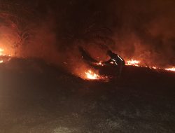 Lima Hektare Kebun Sawit di Polman Terbakar, Api Dipadamkan dalam Satu Jam