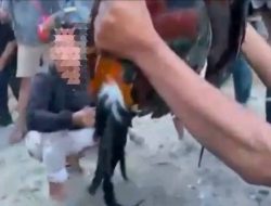 BREAKING NEWS: Dugaan Praktik Judi Sabung Ayam Resahkan Warga Saloan, Polsek Pana Disorot