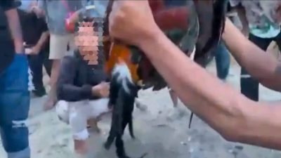 BREAKING NEWS: Dugaan Praktik Judi Sabung Ayam Resahkan Warga Saloan, Polsek Pana Disorot
