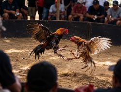 BREAKING NEWS: Resahkan Warga, Judi Sabung Ayam di Kecamatan Tabang Diduga Dibackingi Aparat