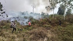 Karhutla di Sumarorong Hanguskan 5 Hektare Kebun Warga, Damkar Terkendala Akses